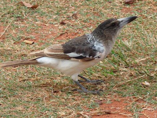 Pied Butcherbird